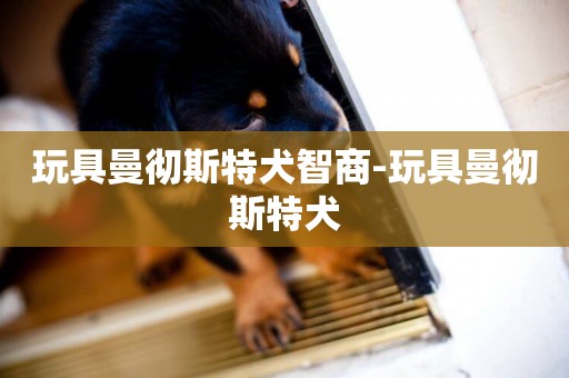 玩具曼徹斯特犬智商-玩具曼徹斯特犬