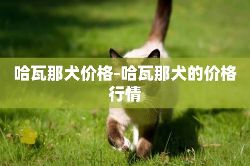 哈瓦那犬價格-哈瓦那犬的價格行情