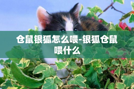 倉鼠銀狐怎么喂-銀狐倉鼠喂什么
