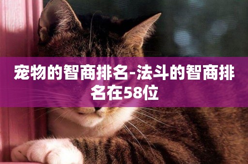寵物的智商排名-法斗的智商排名在58位