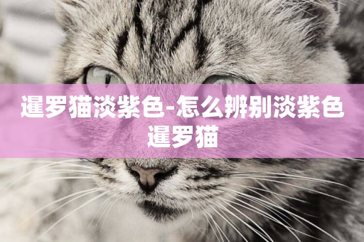 暹羅貓淡紫色-怎么辨別淡紫色暹羅貓