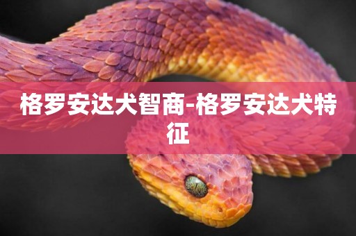 格羅安達犬智商-格羅安達犬特征