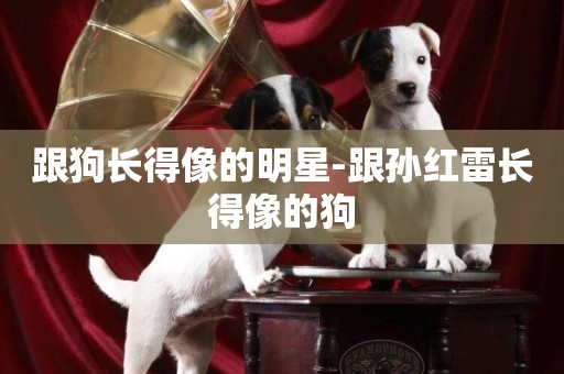 跟狗長得像的明星-跟孫紅雷長得像的狗
