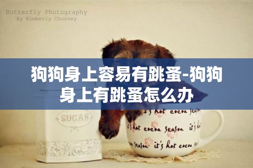 狗狗身上容易有跳蚤-狗狗身上有跳蚤怎么辦