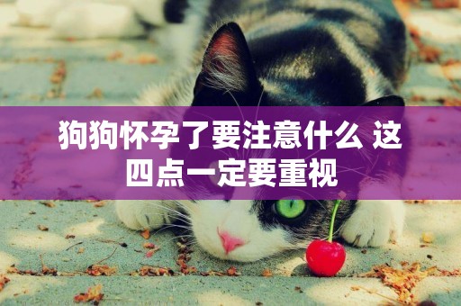 狗狗懷孕了要注意什么 這四點一定要重視