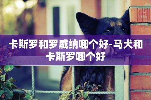 卡斯羅和羅威納哪個好-馬犬和卡斯羅哪個好