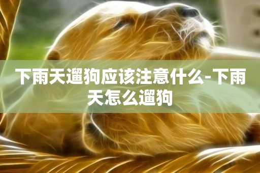 下雨天遛狗應該注意什么-下雨天怎么遛狗