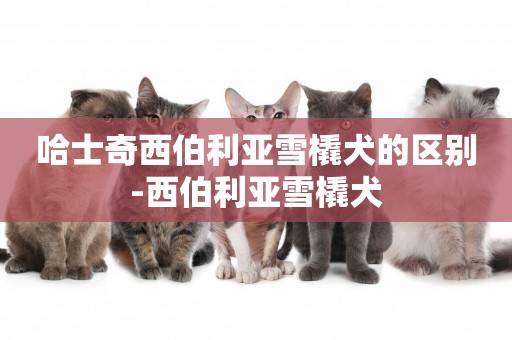 哈士奇西伯利亞雪橇犬的區別-西伯利亞雪橇犬