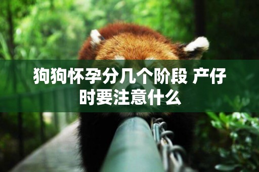 狗狗懷孕分幾個階段 產仔時要注意什么