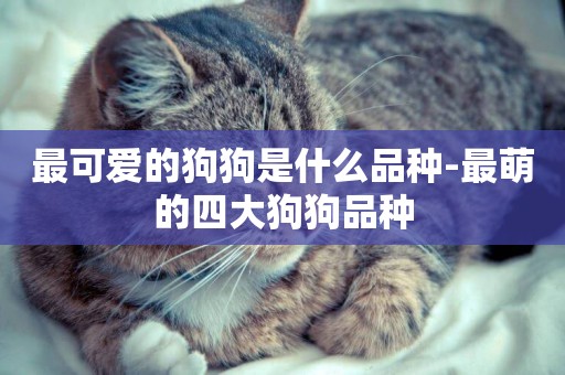 最可愛的狗狗是什么品種-最萌的四大狗狗品種
