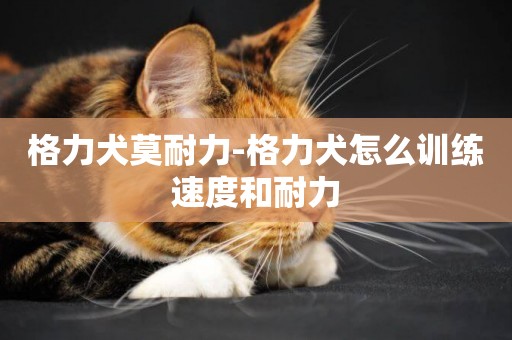 格力犬莫耐力-格力犬怎么訓練速度和耐力