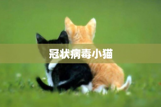 冠狀病毒小貓