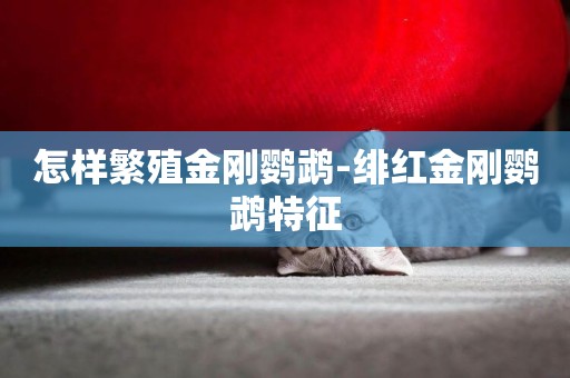 怎樣繁殖金剛鸚鵡-緋紅金剛鸚鵡特征