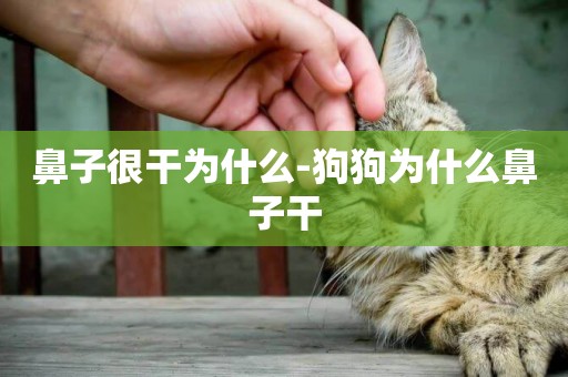 鼻子很干為什么-狗狗為什么鼻子干