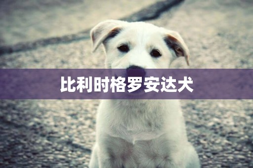 比利時格羅安達犬
