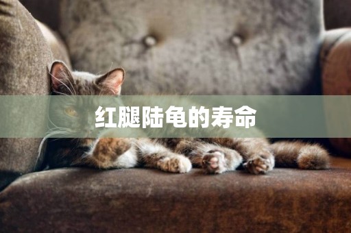 紅腿陸龜的壽命
