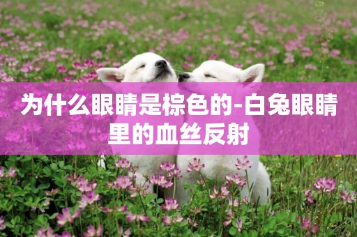 為什么眼睛是棕色的-白兔眼睛里的血絲反射