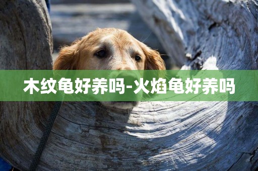 木紋龜好養嗎-火焰龜好養嗎
