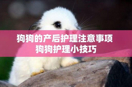 狗狗的產后護理注意事項 狗狗護理小技巧