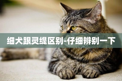 細犬跟靈緹區別-仔細辨別一下