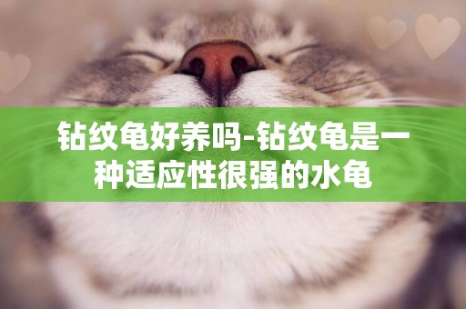 鉆紋龜好養嗎-鉆紋龜是一種適應性很強的水龜