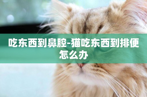 吃東西到鼻腔-貓吃東西到排便怎么辦