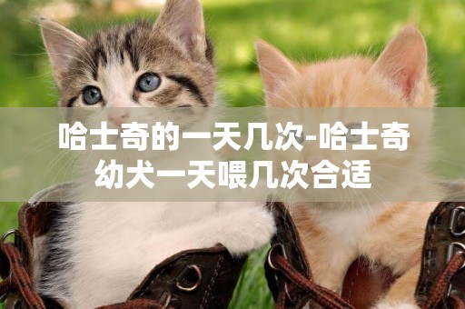 哈士奇的一天幾次-哈士奇幼犬一天喂幾次合適
