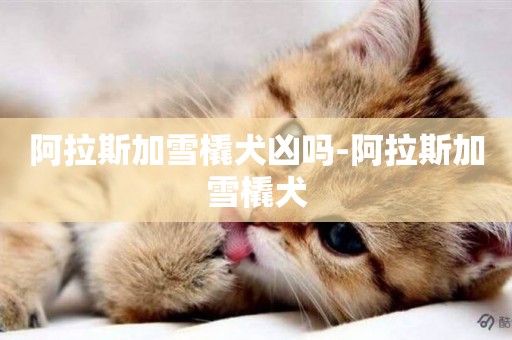 阿拉斯加雪橇犬兇嗎-阿拉斯加雪橇犬
