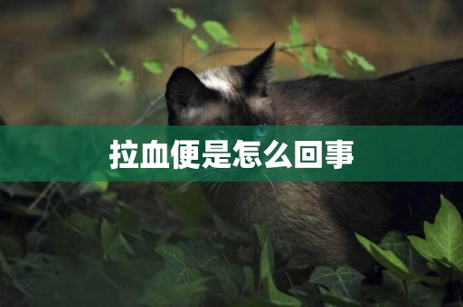 拉血便是怎么回事