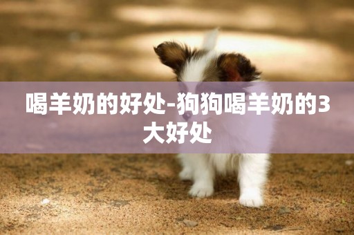 喝羊奶的好處-狗狗喝羊奶的3大好處