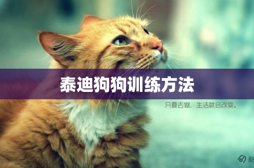 泰迪狗狗訓練方法