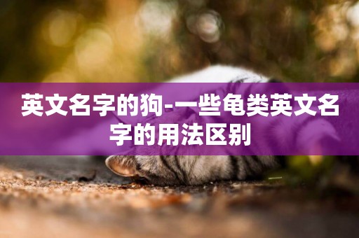 英文名字的狗-一些龜類英文名字的用法區別