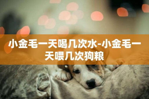 小金毛一天喝幾次水-小金毛一天喂幾次狗糧