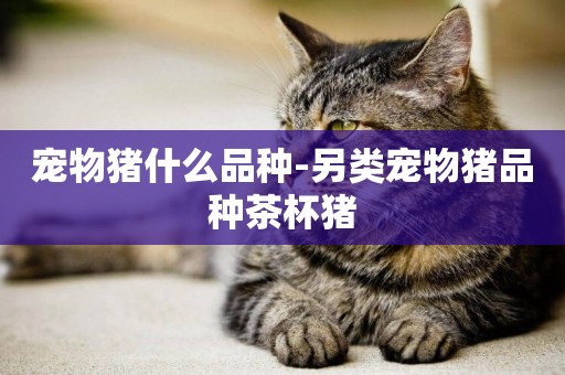 寵物豬什么品種-另類寵物豬品種茶杯豬