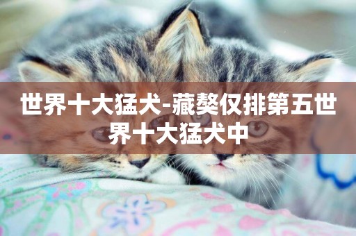 世界十大猛犬-藏獒僅排第五世界十大猛犬中