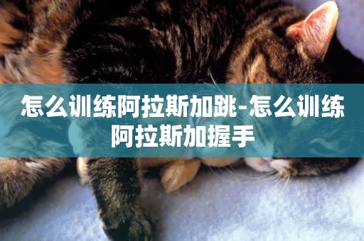 怎么訓練阿拉斯加跳-怎么訓練阿拉斯加握手