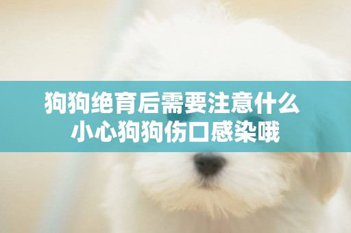 狗狗絕育后需要注意什么 小心狗狗傷口感染哦