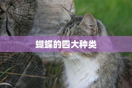 蝴蝶的四大種類