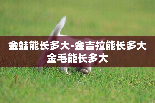 金蛙能長多大-金吉拉能長多大金毛能長多大