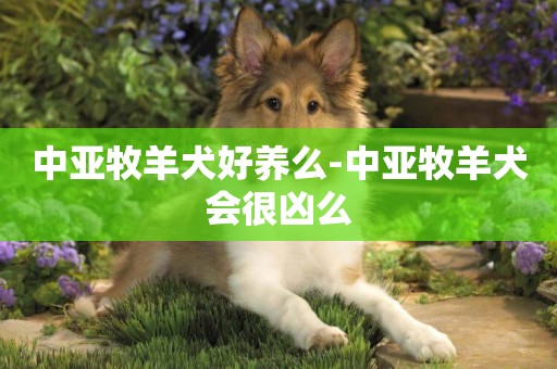 中亞牧羊犬好養么-中亞牧羊犬會很兇么