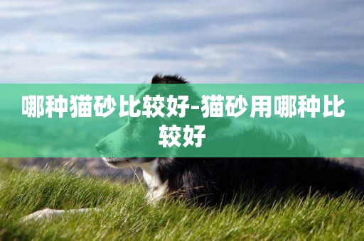 哪種貓砂比較好-貓砂用哪種比較好