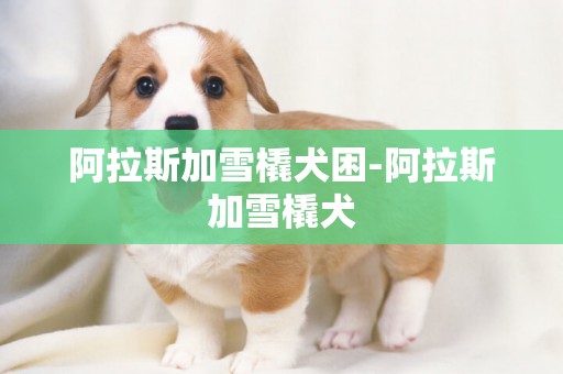 阿拉斯加雪橇犬困-阿拉斯加雪橇犬