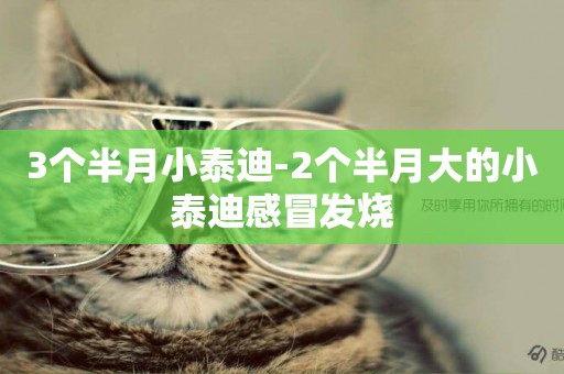 3個半月小泰迪-2個半月大的小泰迪感冒發燒