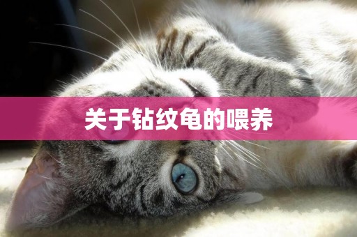 關于鉆紋龜的喂養