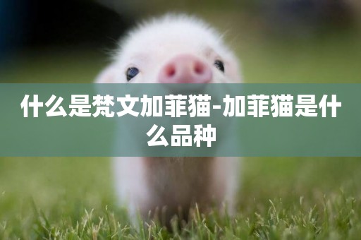 什么是梵文加菲貓-加菲貓是什么品種