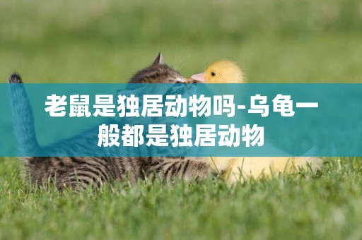 老鼠是獨居動物嗎-烏龜一般都是獨居動物