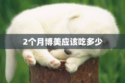 2個月博美應該吃多少