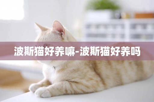 波斯貓好養嘛-波斯貓好養嗎