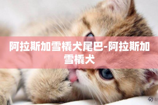 阿拉斯加雪橇犬尾巴-阿拉斯加雪橇犬