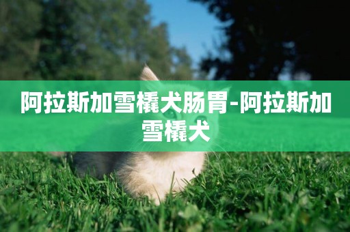 阿拉斯加雪橇犬腸胃-阿拉斯加雪橇犬